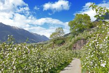 weg b bei labers meran apfelbluete