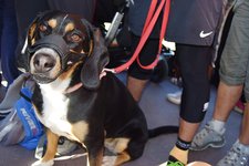 AP Hund Leine Seilbahn Verkehrsmittel